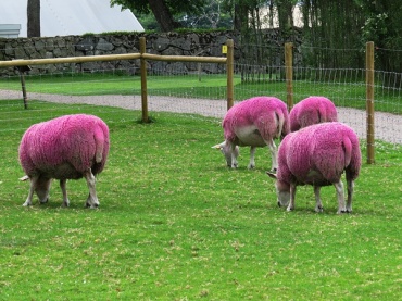 sheep in pink
