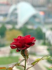 rose with a view